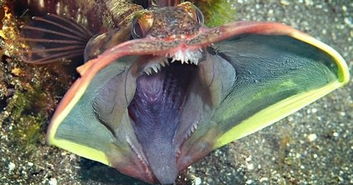 深海奇觀 這些奇形怪狀的海洋生物，你認識幾種？